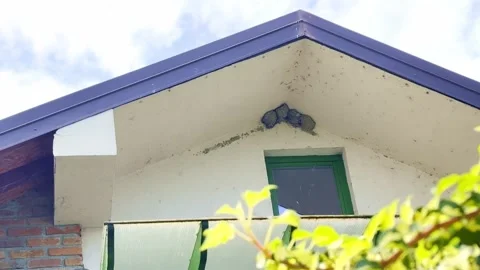 Swallow Bird Nest Under House Roof in Springtime Stock Footage 334678754