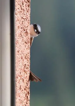 Swallow - bird on outdoor Stock Photos