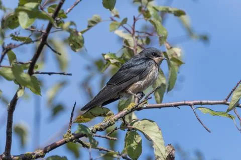 Swallow bird perched on branch surrounded by green leaves against a clear b.. Stock Photos