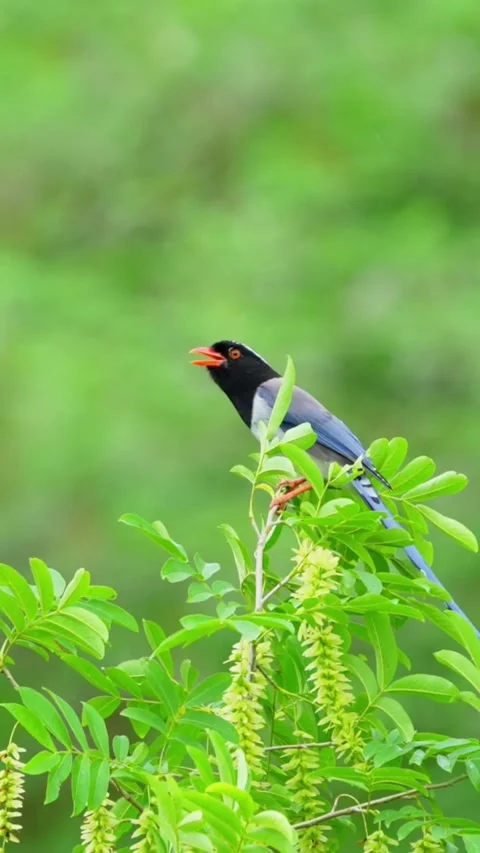 Swallow bird perched on tree top 库存影片 335661754