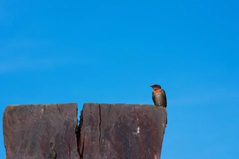 Swallow Bird Stock Photos