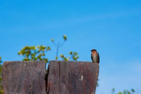 Swallow Bird Stock Photos