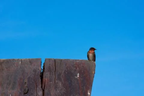 Swallow Bird Stock Photos