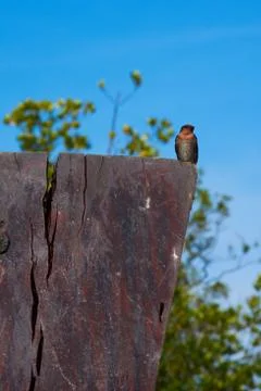 Swallow Bird Stock Photos