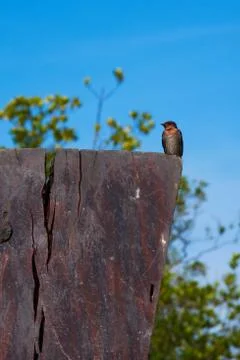 Swallow Bird Stock Photos