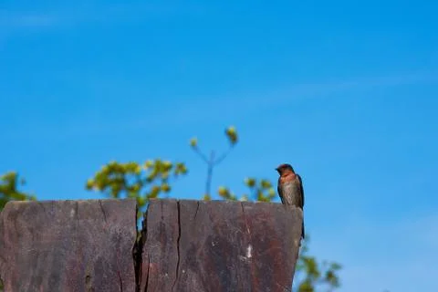 Swallow Bird Stock Photos