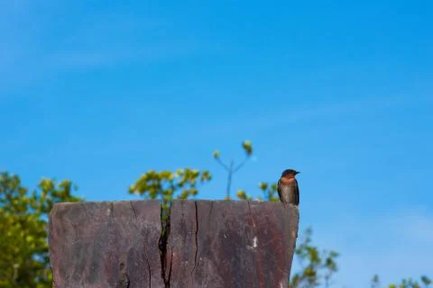 Swallow Bird Stock Photos