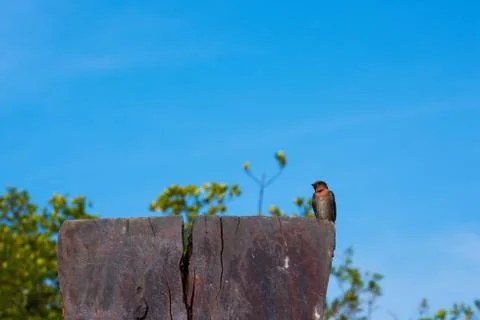 Swallow Bird Stock Photos