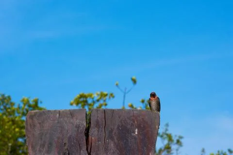 Swallow Bird Stock Photos