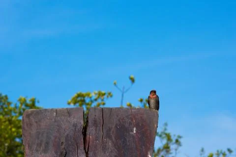 Swallow Bird Stock Photos