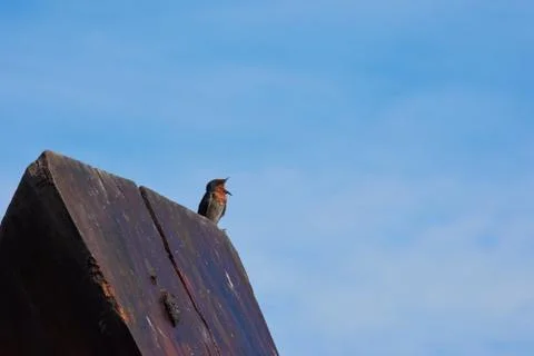 Swallow Bird Stock Photos