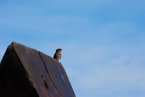 Swallow Bird Stock Photos
