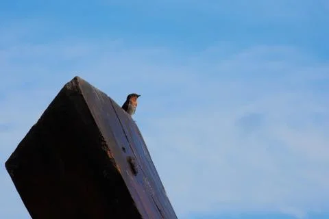 Swallow Bird Stock Photos