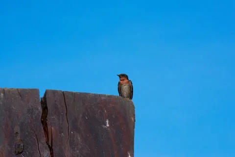 Swallow Bird Stock Photos