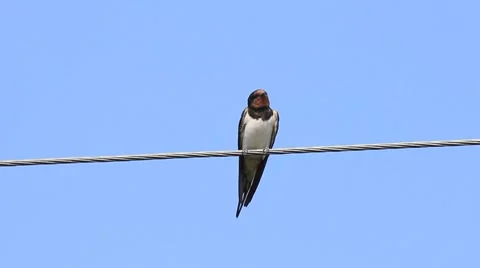 Swallow bird sit on electricity cable - ... | Stock Video | Pond5