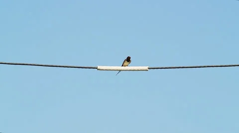 Swallow Bird sitting on a wire Stock Footage 38698800