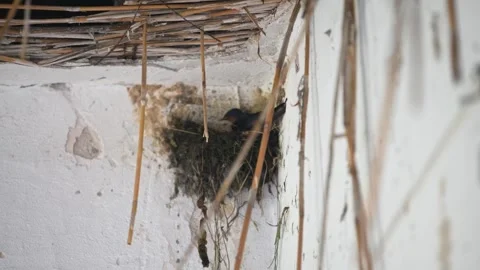 Swallow bird tending nest under rustic roof with natural light and textured.. Stock Footage 344336408