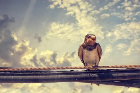 Swallow bird on a wire Stock Photos