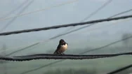 Swallow Bird On Wire On Rainy Day Storm. Uhd 4K Stock Footage Stock Footage