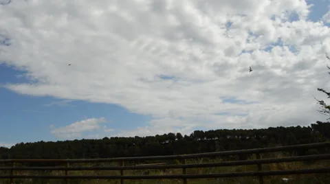 Swallow Birds Fly in the Sky Vidéo 40605558