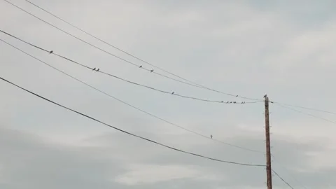 Swallow birds Hirundo rustica perched on telephone cable stock footage Видео 310374221