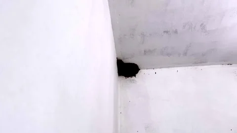 Swallow Birds Nest Built Inside House Showcasing Natural Nesting Behavior Видео 339778272