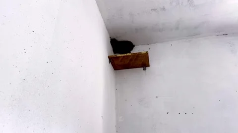 Swallow Birds Nest Built Inside House Showcasing Natural Nesting Behavior Stock Footage 339778292