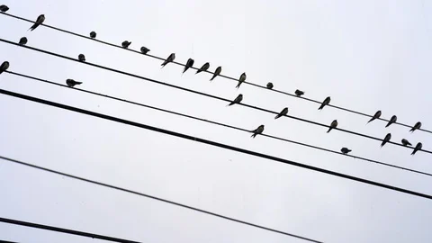 Swallow birds at the power lines with cloudy sky as background. Vidéo 124825754