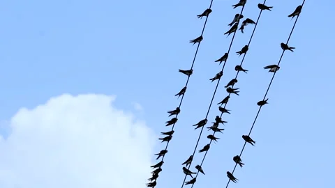 Swallow Birds on Wire, Fly, Flying Stock Footage 217432766
