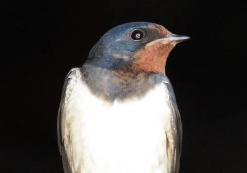 A swallow on a black background Stockfoto's