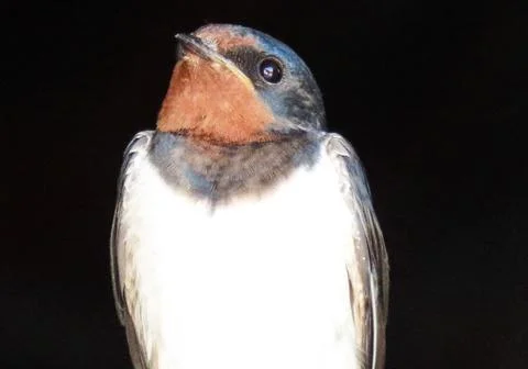 A swallow on a black background Photos
