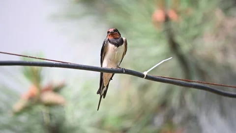 Swallow on the black cable 库存影片 169402356