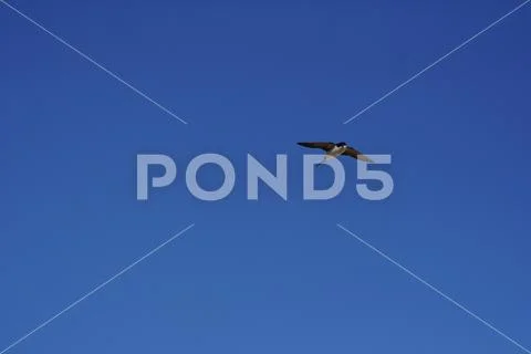 Swallow in blue sky Stock Photos