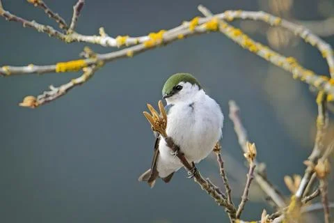 Swallow on a branch looking around. Stock Photos