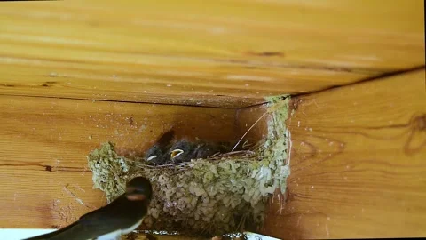 Swallow breeding next to a person. Stock Footage 293588420
