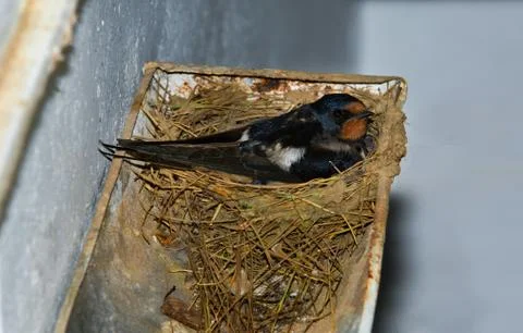 Swallow brooding on rain gutter nest Stock Photos