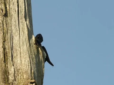 Swallow building nest in dead tree Video stock 76986494