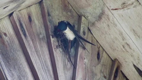 A swallow builds a nest. It has brought building material in its beak Video stock 311637657