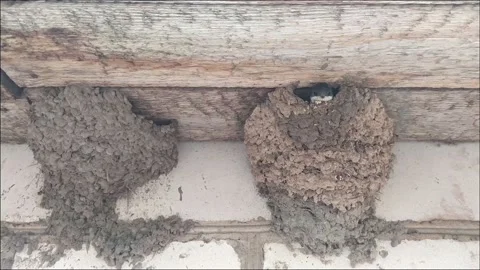 Swallow chick looking at the camera from the swallow house Stock Footage 135731526