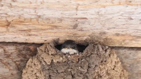 Swallow chick peeking out of the swallow house, close-up Stock Footage 135731553