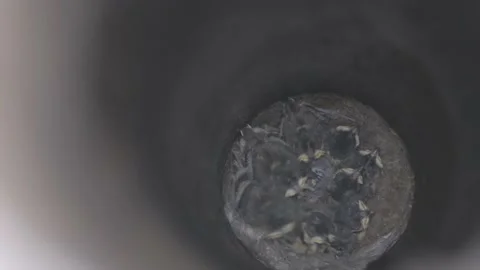 Swallow chicks in the nest. Chicks in the nest waiting for food. Swallow chicks Video stock 204854588