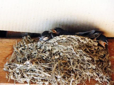 Swallow chicks in the nest 스톡 사진