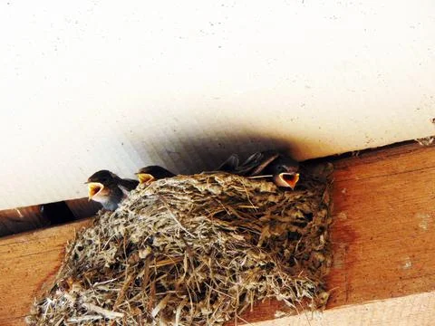 Swallow chicks in the nest Фото