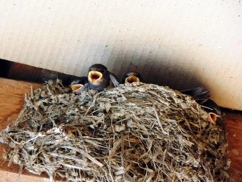 Swallow chicks in the nest 库存照片
