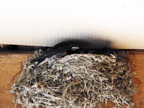 Swallow chicks in the nest Fotos Stock