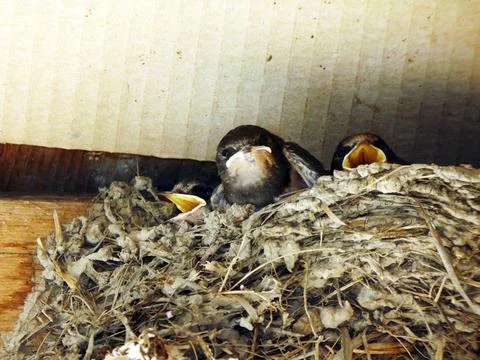 Swallow chicks in the nest Stockfoto's