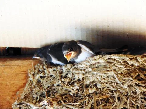 Swallow chicks in the nest Fotos de archivo