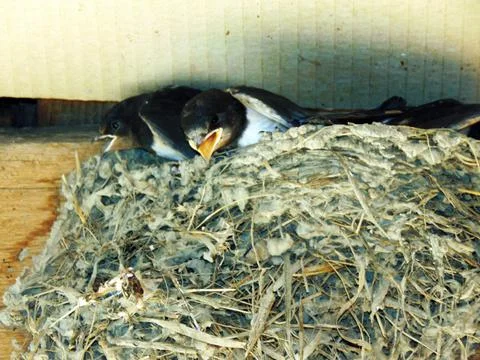 Swallow chicks in the nest Stock Photos