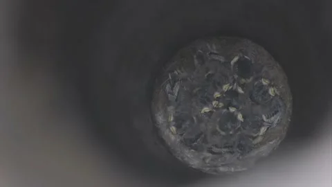 Swallow chicks in the nest. Young chicks in the nest. Chicks in the nest waiting Stock Footage 207407566