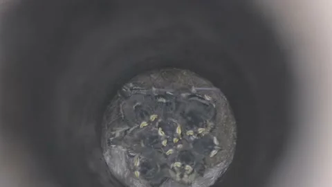 Swallow chicks in the nest. Young chicks in the nest. Swallow chicks in the nest Stock Footage 207408055